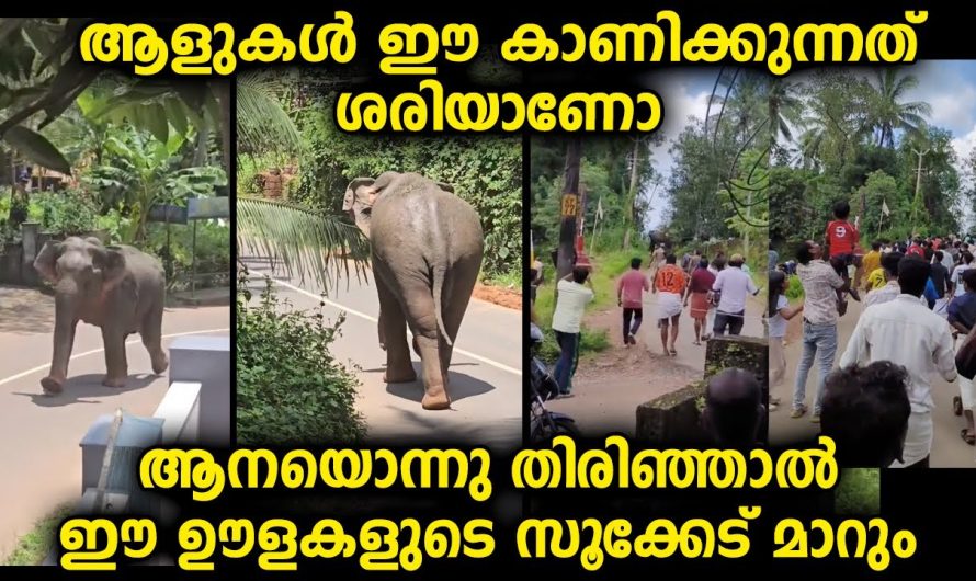 എന്തിന്റെ പുറകിലും കൂട്ടമായി പോകുന്നത് നമ്മുടെ ആളുകളുടെ ഒരു ശീലമായിപ്പോയി