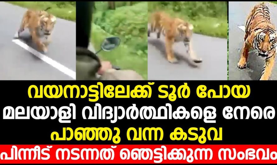 വയനാട്ടിലേക്ക് ടൂർ പോയ വിദ്യാർത്ഥികളെ നേരെ പാഞ്ഞു വന്ന കടുവ പിന്നീട് നടന്നത് ഞെട്ടിക്കുന്ന സംഭവം