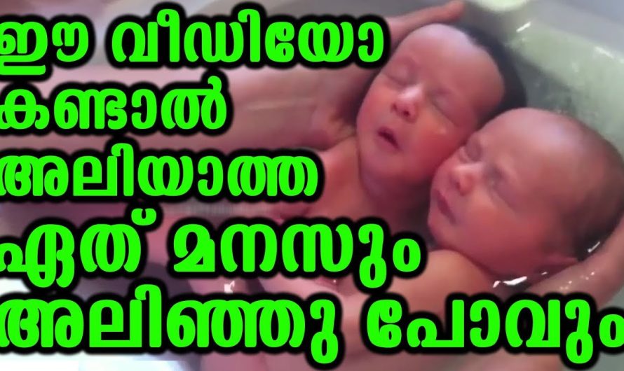 ഈ വീഡിയോ കണ്ടാൽ അലിയാത്ത ഏത് മനസും അലിഞ്ഞു പോവും