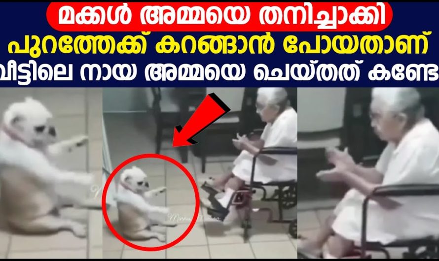 മക്കൾ അമ്മയെ തനിച്ചാക്കി പുറത്തേക്ക് കറങ്ങാൻ പോയതാണ് വീട്ടിലെ നായ അമ്മയെ ചെയ്‌തത്‌ കണ്ടോ