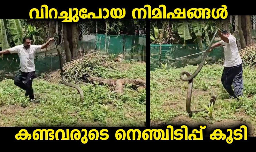 കണ്ടു നിന്നവരുടെ നെഞ്ചിടിപ്പുപോലും കൂടിപ്പോയി…ഭാഗ്യത്തിന് വലിയ പ്രശ്നമില്ലാതെ രക്ഷപ്പെട്ടു