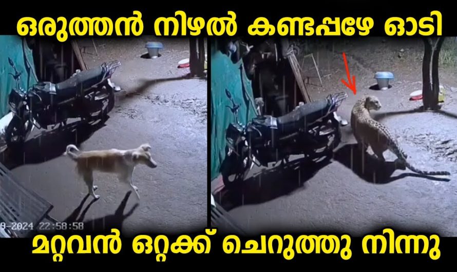 ചിലർ ആദ്യമേ സ്ഥലം കാലിയാക്കും എന്നാൽ ചിലർ ഒറ്റക്ക് എന്തിനെയും ഇങ്ങനെ നേരിടും