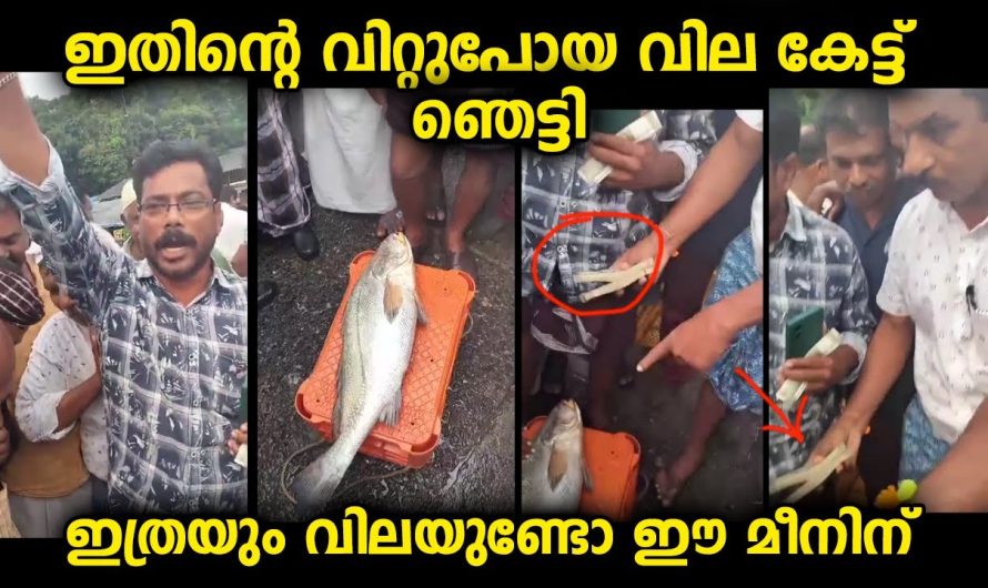 ഇത്രയും വിലക്ക് ഇത് വാങ്ങാൻ കാരണമെന്താണ്… ഇതിന് ഇത്രയും ഡിമാൻഡ് ഉണ്ടോ