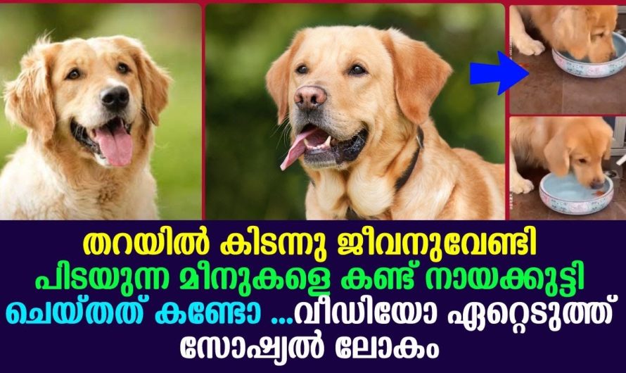 തറയിൽ കിടന്നു ജീവനുവേണ്ടി പിടയുന്ന മീനുകളെ കണ്ട് നായക്കുട്ടി ചെയ്തത് കണ്ടോ !!!