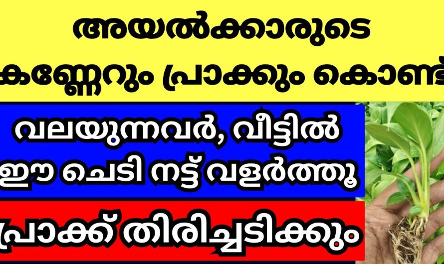 അയൽക്കാരുടെ കണ്ണേറും പ്രാക്കും കൊണ്ട് വിഷമിക്കുന്നവർ വീട്ടിൽ ഈ ചെടി നട്ട് വളർത്തൂ,ദോഷം തിരിച്ച്പായും