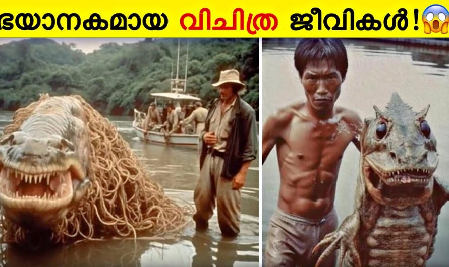 ക്യാമറയിൽ പതിഞ്ഞ വിചിത്രമായ ജീവികൾ! 🔥