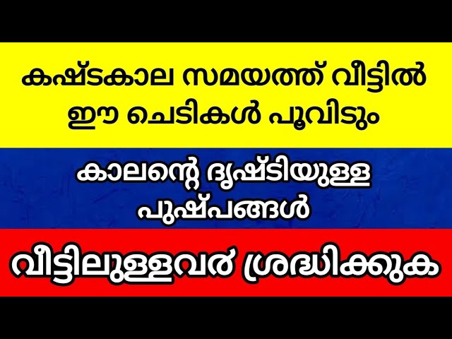 ഈ ചെടികൾ വീട്ടിൽ പൂക്കുന്നത് വരാ൯ പോകുന്ന ആപത്തിന്റെ ലക്ഷണം അറിയാം ഈ വലിയ സത്യം