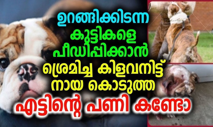 കുട്ടികളെ പീ.ഡി.പ്പി.ക്കാ.ൻ ശ്രമിച്ചവനെ നായ കൊടുത്ത എട്ടിന്റെ പണി കണ്ടോ !!!!!