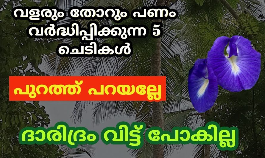 രഹസ്യമായി വളർത്തേണ്ട ചെടികൾ