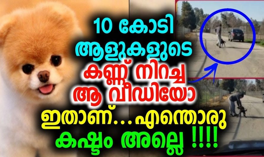 10 കോടി ആളുകളുടെ കണ്ണ് നിറച്ച ആ വീഡിയോ ഇതാണ് എന്തൊരു കഷ്ടം അല്ലെ !!!!