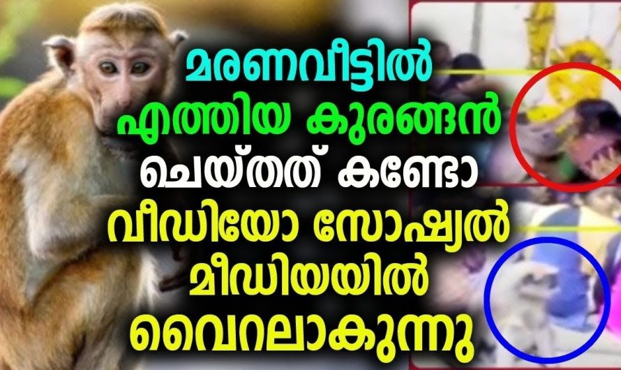 മരണവീട്ടിൽ എത്തിയ കുരങ്ങൻ ചെയ്തത് കണ്ടോ വീഡിയോ സോഷ്യൽ മീഡിയയിൽ വൈറലാകുന്നു !!!