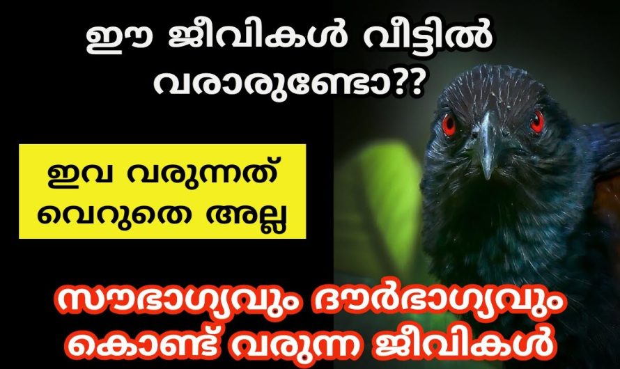 സൗഭാഗ്യവും ദൗർഭാഗ്യവും കൊണ്ട് വരുന്ന ജീവികൾ