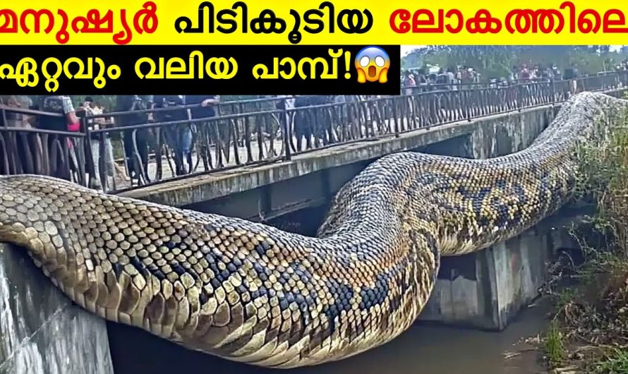 മനുഷ്യർ നേരിടുന്ന ലോകത്തിലെ ഏറ്റവും വലിയ പാമ്പുകൾ