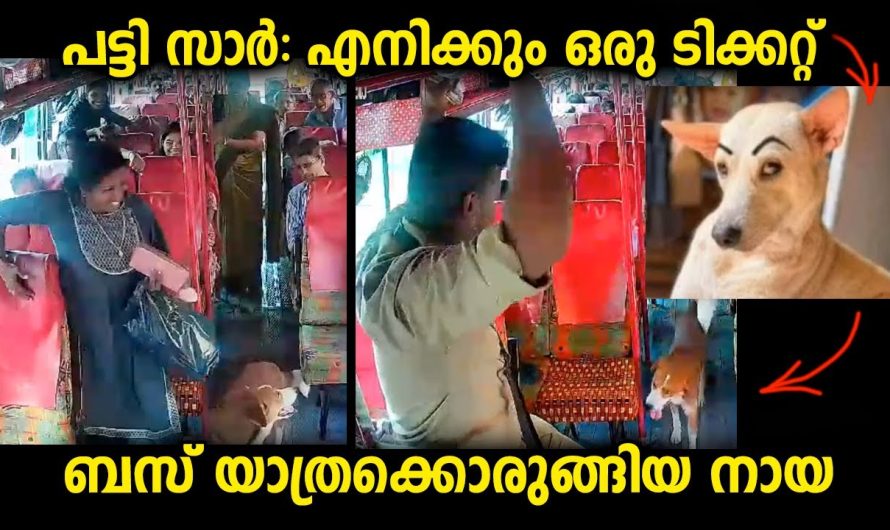 സിനിമയിൽ പോലും ഇങ്ങനത്തെ കോമഡി സീൻ കണ്ടിട്ടില്ല… യാത്രക്കാർ ഇങ്ങനൊരാളെ പ്രതീക്ഷിച്ചില്ല