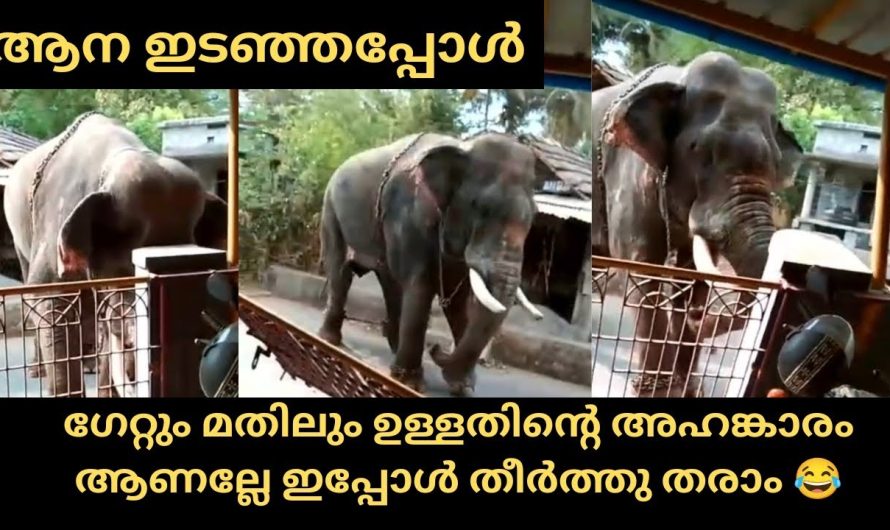 ഗേറ്റും മതിലും ഉള്ളതിന്റെ അഹങ്കാരം ആണല്ലേ ഇപ്പോൾ തീർത്തു തരാം 😂