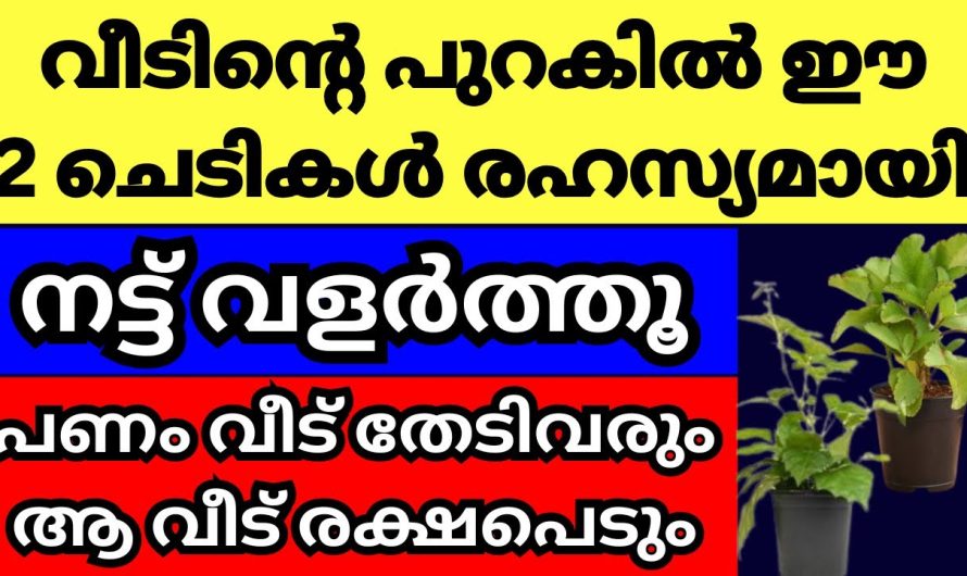 വീടിന്റെ പുറകിൽ ഈ 2 ചെടികൾ രഹസ്യമായി നട്ട് വളർത്തൂ, സമ്പത്തും പണവും കുതിച്ചുയരും, മഹാഭാഗ്യം തേടിവരും