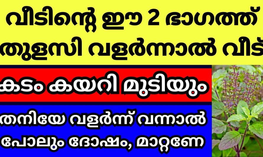 തുളസി വീടിന്റെ ഈ 2 ഭാഗത്ത് വളർത്തല്ലേ, കടം കയറി മുടിയും, തനിയേ വളർന്നാൽ പോലും ഉടനെ മാറ്റുക