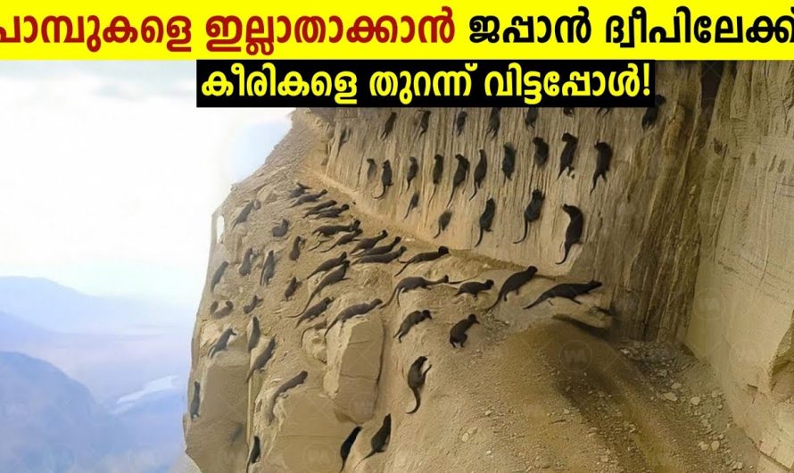 ജപ്പാൻ ചെയ്ത ഏറ്റവും വലിയ മണ്ടത്തരം!