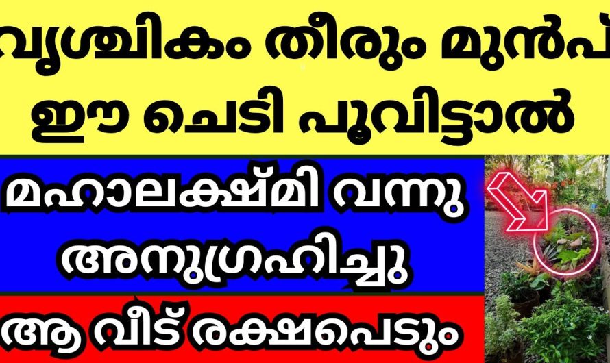 ഈ വൃശ്ചിക മാസം തീരും മുൻപ് വീട്ടിൽ ഈ ചെടി പൂവിട്ടാൽ, മഹാലക്ഷ്മി വന്നു അനുഗ്രഹിച്ചു, ആ വീട് രക്ഷപെടും