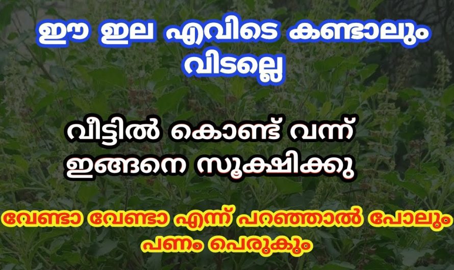 ഈ ഇല എവിടെ കണ്ടാലും വിടല്ലെ വീട്ടിൽ കൊണ്ട് വന്ന് ഇങ്ങനെ സൂക്ഷിക്കു.. പണം നിങ്ങളെ തേടി വരും