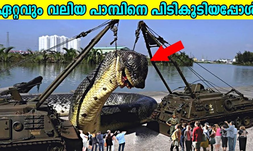 ലോകത്തിലെ ഏറ്റവും വലിയ പാമ്പിനെ പിടികൂടിയപ്പോൾ