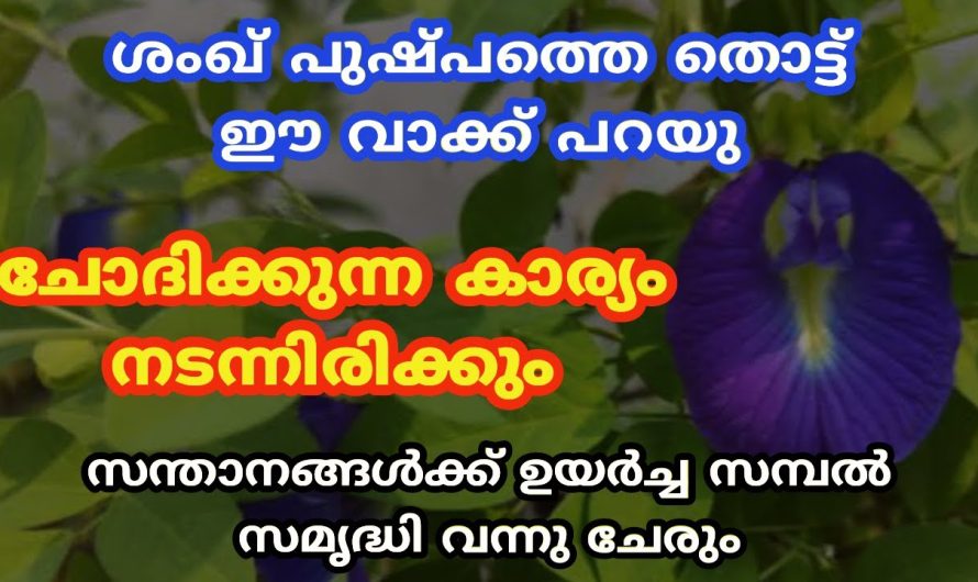 ശംഖ് പുഷ്പത്തെ തൊട്ട് ഈ വാക്ക് പറയു ആഗ്രഹം നടന്നിരിക്കും