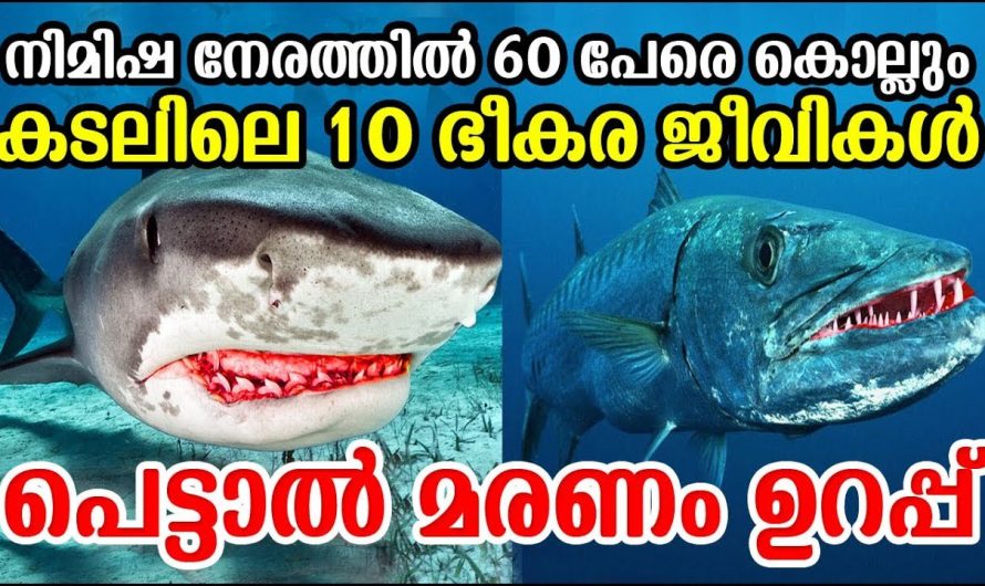 10 ഭീകര കടല്‍ ജീവികള്‍ ! മരണം ഉറപ്പ് | നിമിഷ നേരത്തില്‍ 60പേരെ കൊല്ലും