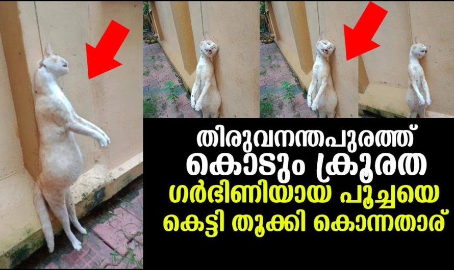 ഗര്‍ഭിണി ആയ പൂച്ചയെ കെട്ടി തൂക്കി ! കൊടും ക്രൂരത തിരുവനന്തപുരത്തു