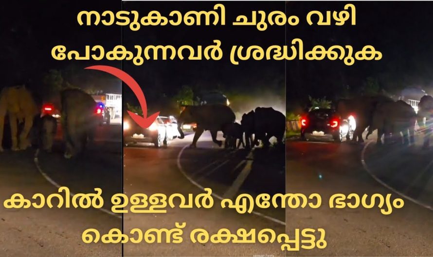 കാറിൽ ഉള്ളവർ എന്തോ ഭാഗ്യം കൊണ്ട് രക്ഷപ്പെട്ടു