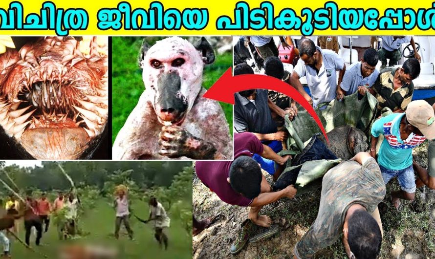 ലോകത്തിലെ ഏറ്റവും വിചിത്രമായ ജീവികൾ