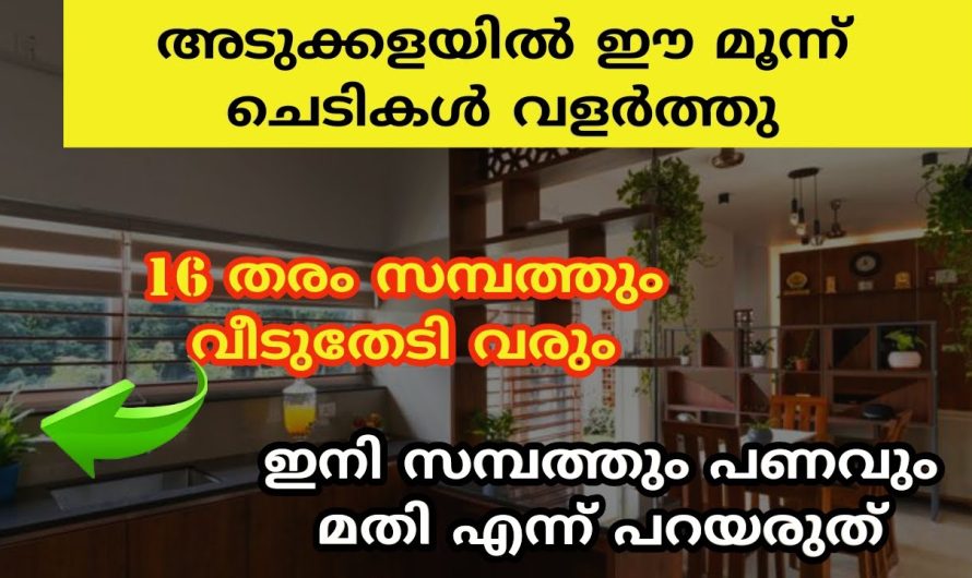 ഈ ചെടികൾ അടുക്കളയിൽ വളർത്തു 16 തരം സമ്പത്തും വീട് തേടി വരും സംശയം ഉള്ളവർ പരീക്ഷിച്ചോളു