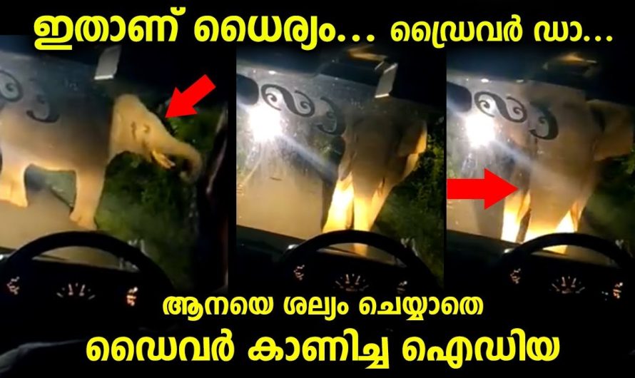 ധൈര്യം എന്നൊക്കെ പറഞ്ഞാൽ ഇതാണ്…ആനയെ ശല്യം ചെയ്യാതെ ഡ്രൈവറുടെ ഐഡിയ