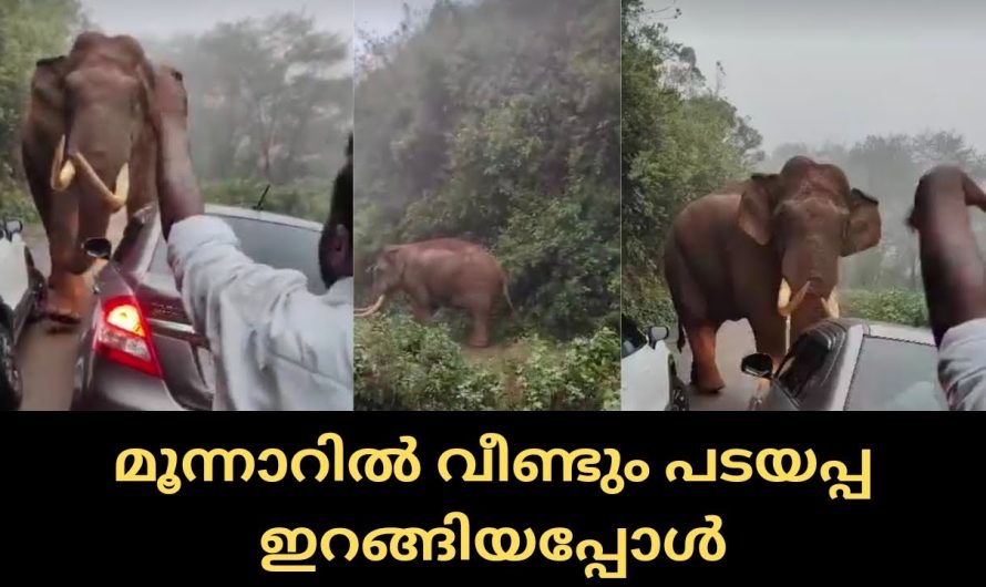 മൂന്നാറിൽ വീണ്ടും പടയപ്പ ഇറങ്ങിയപ്പോൾ