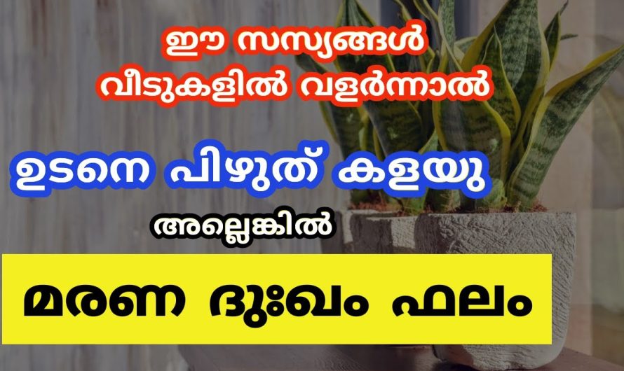 ഈ സസ്യങ്ങൾ വീടുകളിൽ വളർന്നാൽ ഉടനെ പിഴുത് കളയു അലെങ്കിൽ മരണ ദുഃഖം ഫലം