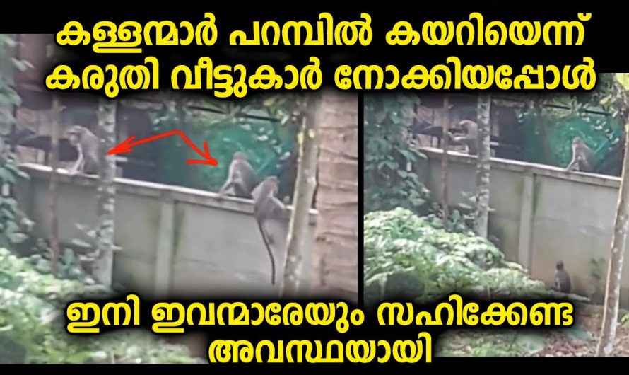 വീടുകൾ ഒരുപാടുള്ള സ്ഥലങ്ങളിൽ ഇപ്പോൾ ഇവന്മാർ ഇറങ്ങി കലാപരിപാടി അവതരിപ്പിക്കാൻ തുടങ്ങി