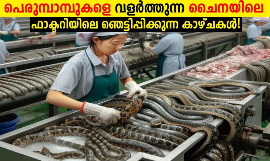 ഇവർ പാമ്പുകളെ വളർത്തുന്നത് ഇതിനാണ്!🤢