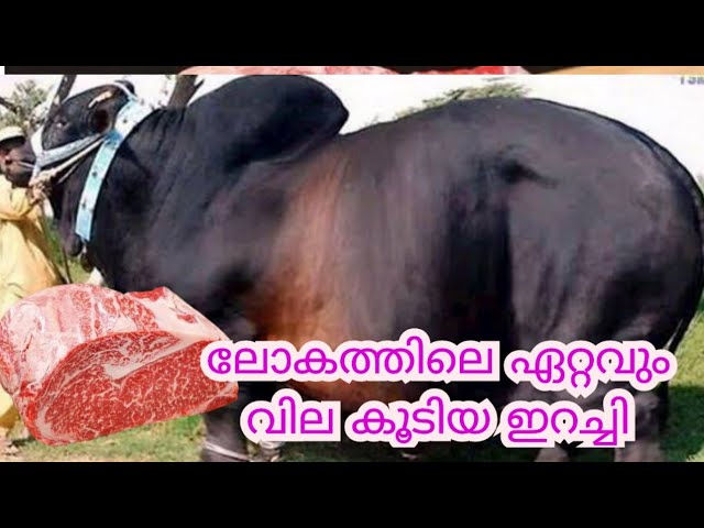 1Kg ഒരു ലക്ഷം വിലയുള്ള ഇറച്ചി ഉണ്ടാക്കുന്ന ഫാം?