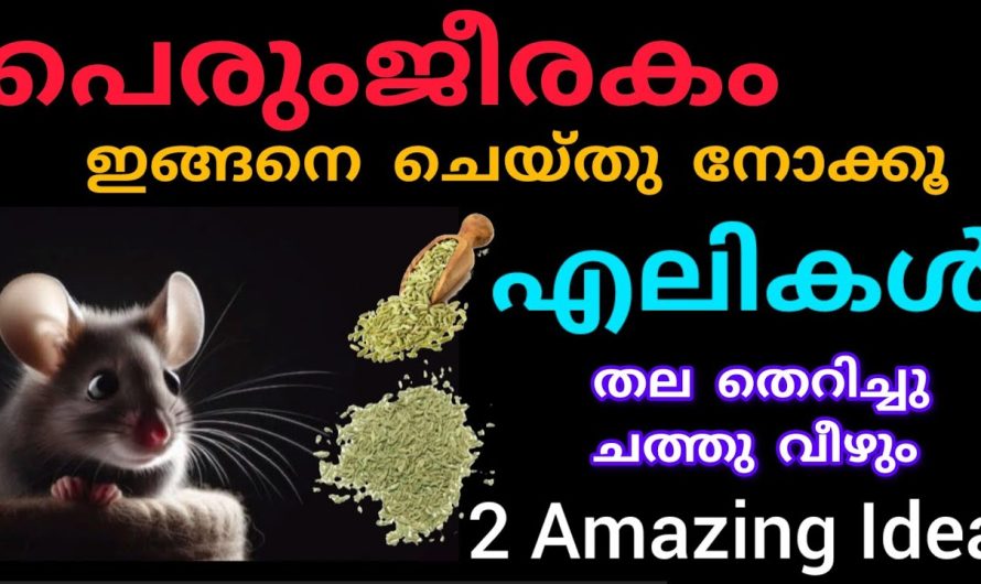 എലികൾ തലതെറിച്ചു ചത്തുവീഴാൻ ഒരു സ്പൂണ് പെരിഞ്ചീരകം ഇങ്ങനെ ചെയ്തു നോക്കൂ.