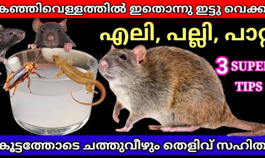 കഞ്ഞിവെള്ളത്തിൽ ഇതൊന്നു ഇട്ടുവെക്കു ഒറ്റനക്കിനു എലി പല്ലി പാറ്റ കൂട്ടത്തോടെ ചത്തുവീഴും