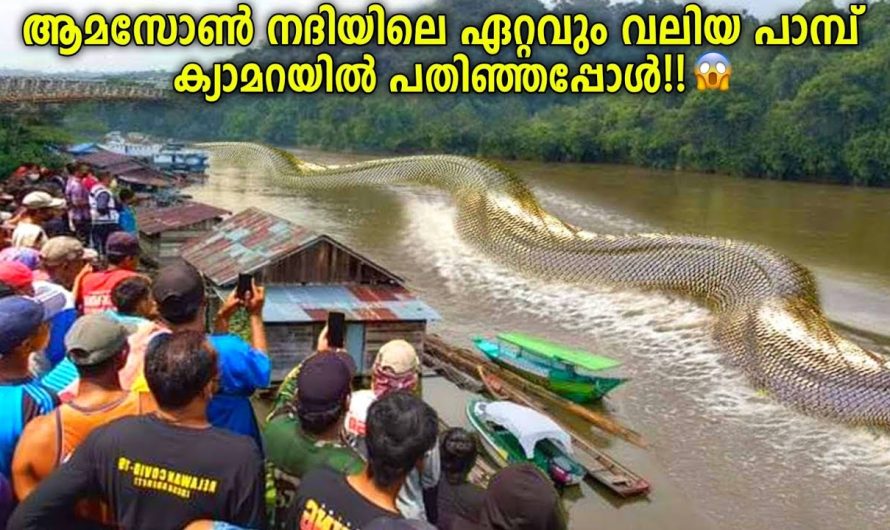 ആമസോണിലെ ഏറ്റവും വലിയ പാമ്പ്!😱🐍