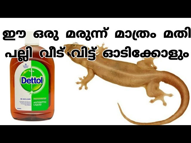 പല്ലിയെ ഓടിക്കാൻ ഒരു അത്‌ഭുത മരുന്ന്|ഇനി ഒരു പല്ലി പോലും വീട്ടിൽ ഉണ്ടാവില്ല