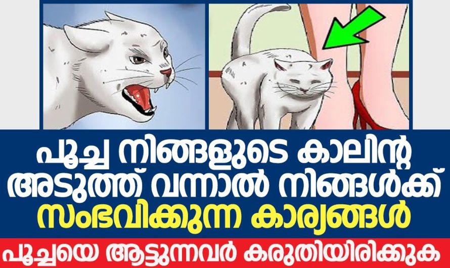 പൂച്ച നിങ്ങളുടെ കാലിന്റ അടുത്ത് വന്നാൽ നിങ്ങൾക്ക് സംഭവിക്കുന്ന കാര്യങ്ങൾ