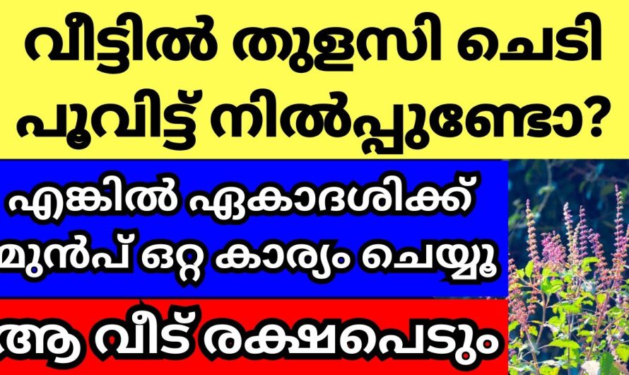 തുളസി ചെടി വീട്ടിൽ പൂത്ത്‌ നിൽപ്പുണ്ടോ എങ്കിൽ ഏകാദശിക്ക് മുൻപ് ഈ ഒറ്റ കാര്യം ചെയ്യൂ, വീട് രക്ഷപെടും