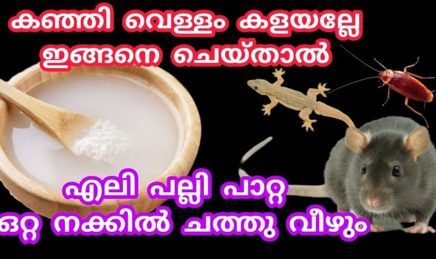 എലി പല്ലി പാറ്റ ചത്തുവീഴാൻ കഞ്ഞിവെള്ളത്തിലേക്ക് ഇതു ചേർത്തുനോക്കൂ