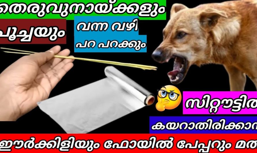 ഈർക്കിളിയും ഫോയിൽ പേപ്പറും ഉണ്ടെങ്കിൽ ഇനി ഒറ്റ തെരുവുനായ വീടിൻറെ പടി ചവിട്ടില്ല