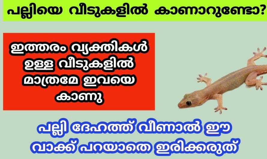 ഇത്തരം വ്യക്തികൾ ഉള്ള വീടുകളിൽ മാത്രമേ പല്ലിയെ കാണു