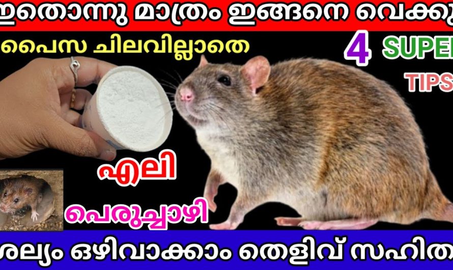 തെളിവ് സഹിതം 5പൈസ ചിലവില്ലാതെ എലിയെയു പെരുച്ചാഴിയെയും നൈസായി ഒഴിവാക്കാം