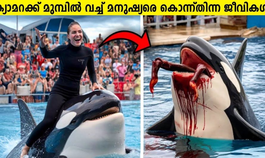 5 വയസ്സുകാരൻ ഗൊറില്ലയുടെ കൂട്ടിൽ വീണപ്പോൾ!😱💔