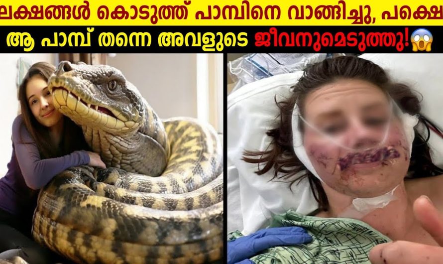 വീട്ടിൽ വിഷപ്പാമ്പുകളെ വളർത്തി! ഒടുവിൽ അത് തന്നെ സംഭവിച്ചു!😱