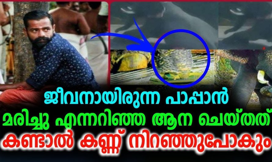 ജീവനായിരുന്നു പാപ്പാൻ മ..രി..ച്ചു… എന്നറിഞ്ഞ ആന ചെയ്തത് കണ്ടാൽ കണ്ണ് നിറഞ്ഞുപോകും